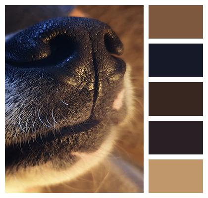 Domestic Animal Dog Nose Image